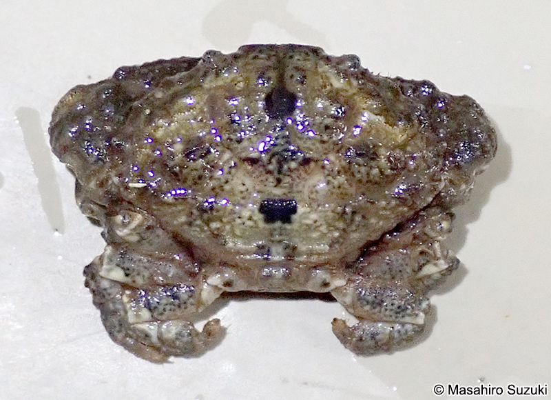 オウギガニ Leptodius affinis