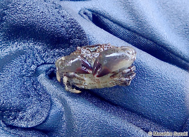 オウギガニ Leptodius affinis