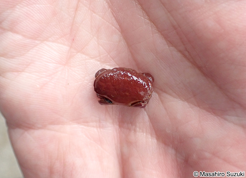 オウギガニ科の1種 Xanthidae sp.