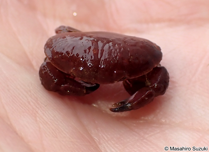 オウギガニ科の1種 Xanthidae sp.