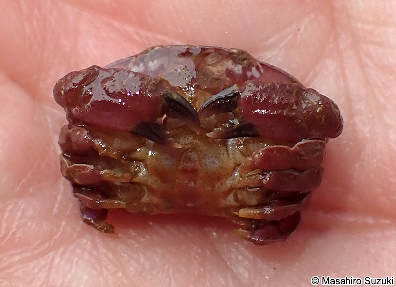 オウギガニ科の1種 Xanthidae sp.
