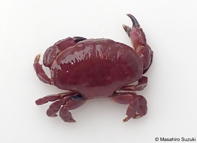 オウギガニ科の1種 Xanthidae sp.