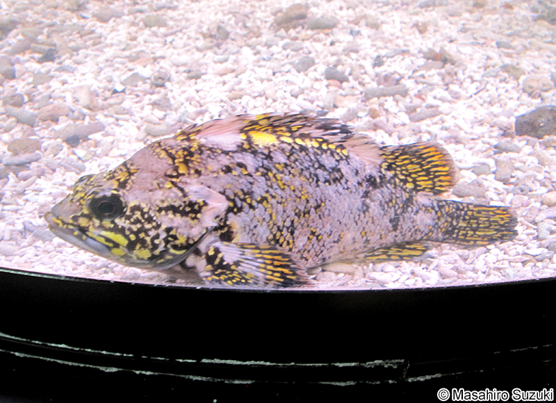 オウゴンムラソイ Sebastes nudus