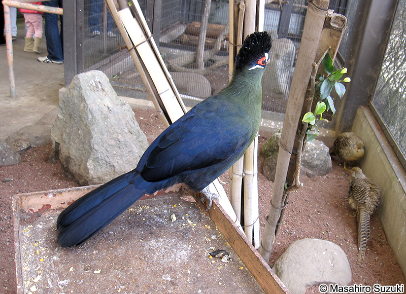 オウカンエボシドリ Tauraco hartlaubi