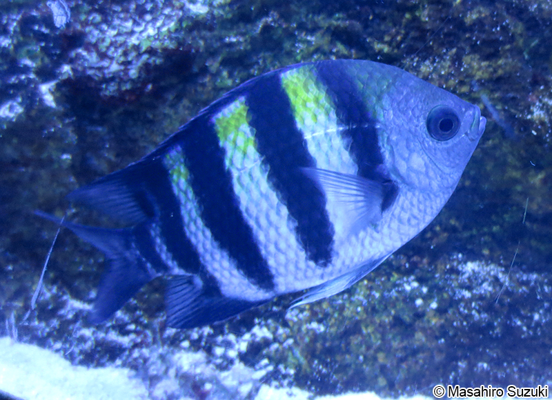 オヤビッチャ Abudefduf vaigiensis