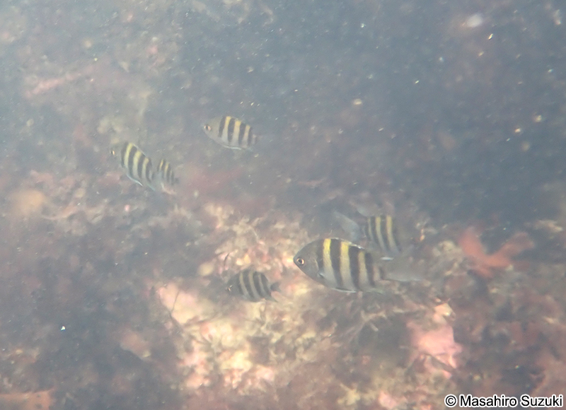 オヤビッチャの幼魚