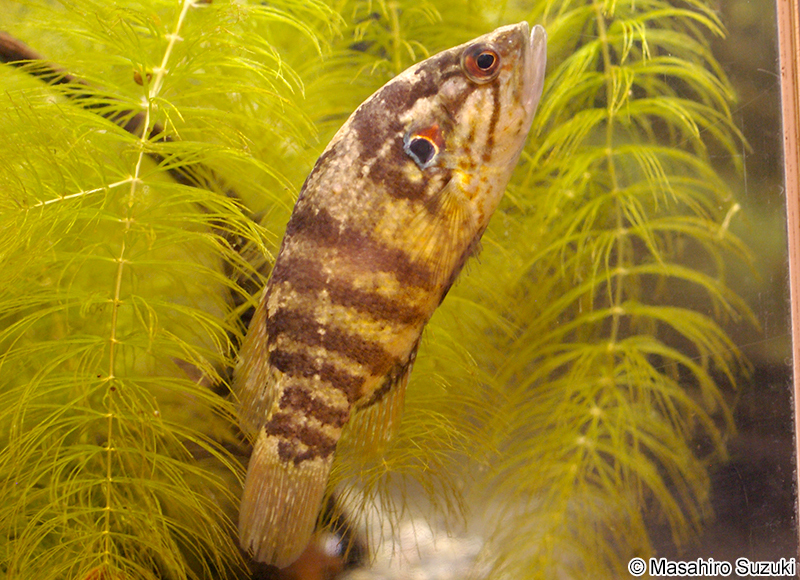 オヤニラミ Coreoperca kawamebari