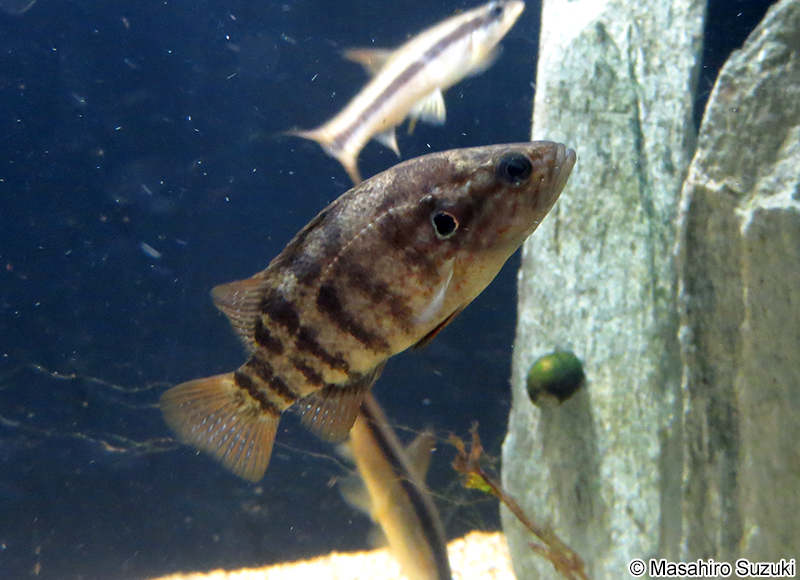 オヤニラミ Coreoperca kawamebari