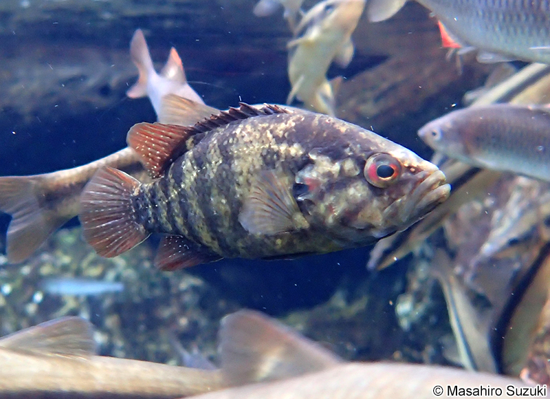 オヤニラミ Coreoperca kawamebari