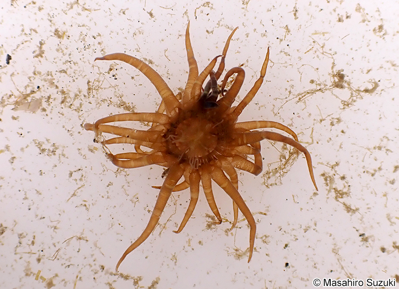 オヨギイソギンチャク Boloceroides mcmurrichi