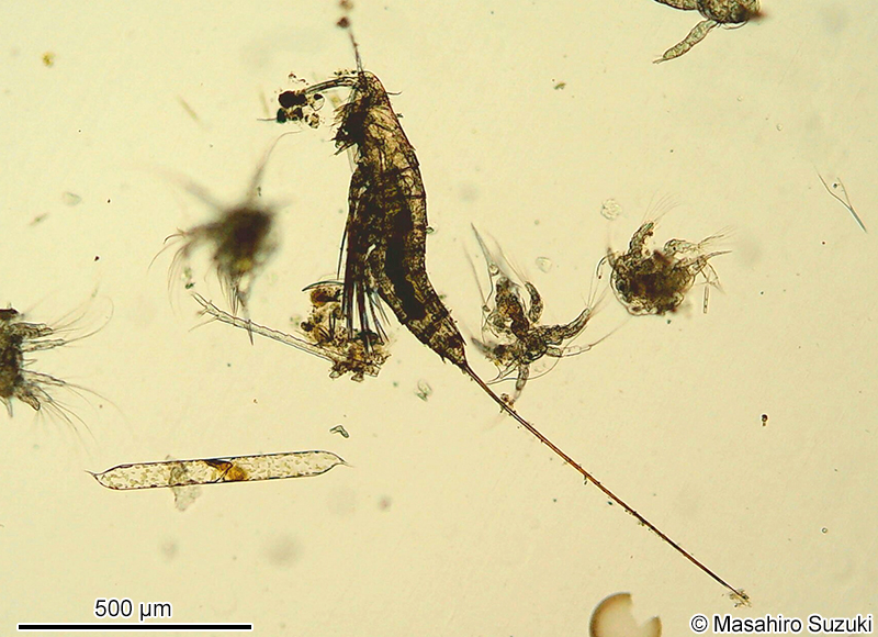 オヨギソコミジンコ Microsetella norvegica