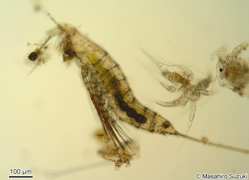 オヨギソコミジンコ Microsetella norvegica