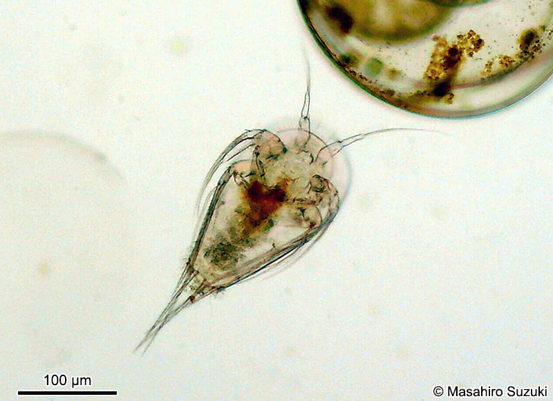 オヨギソコミジンコ のノープリウス幼生