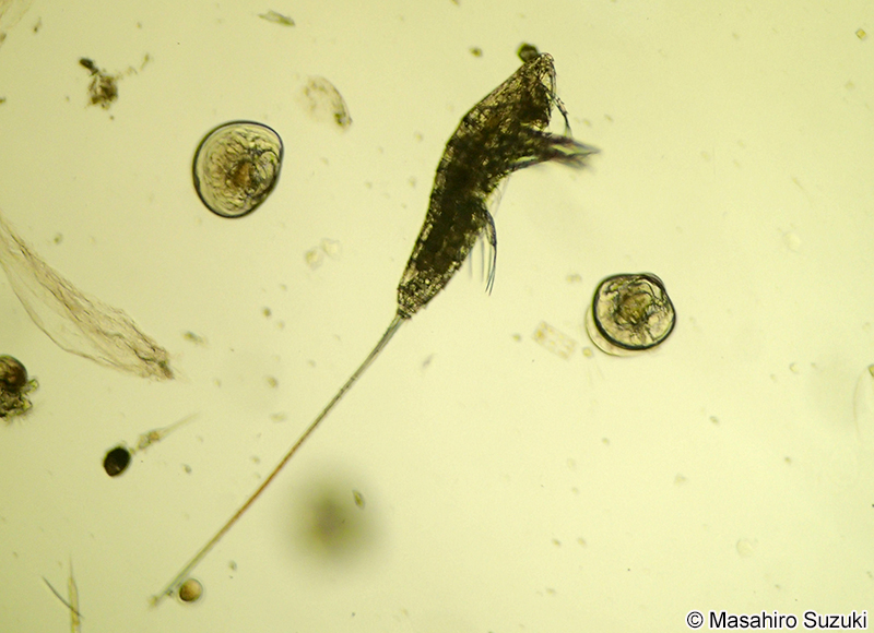 オヨギソコミジンコ Microsetella norvegica