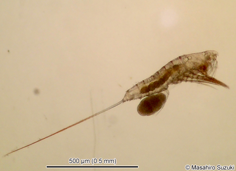 オヨギソコミジンコ Microsetella norvegica