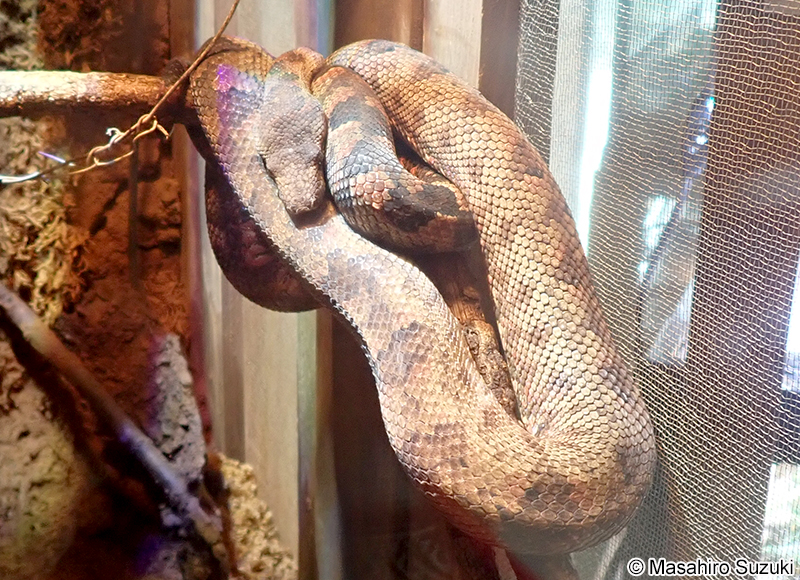 パシフィックツリーボア Candoia bibroni