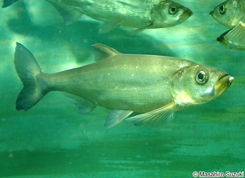 パイユ Chanodichthys erythropterus