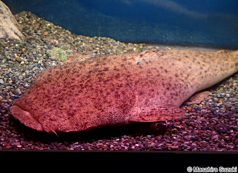 パカモン Lophiosilurus alexandri