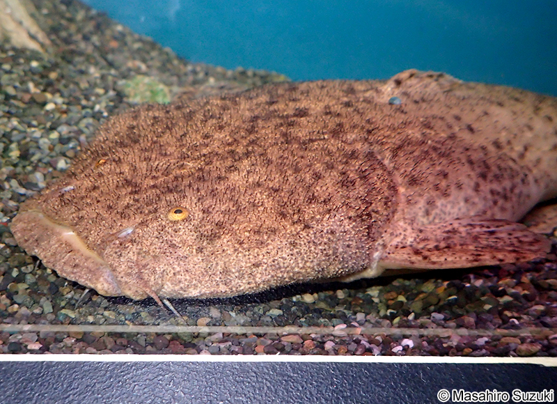 パカモン Lophiosilurus alexandri