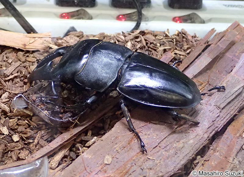 パラワンオオヒラタクワガタ Dorcus titanus palawanicus