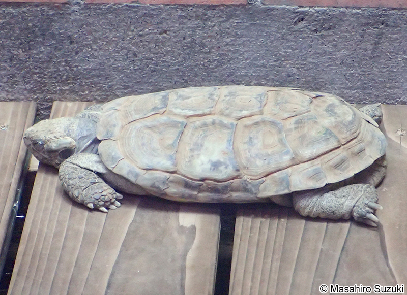 パンケーキリクガメ Malacochersus tornieri
