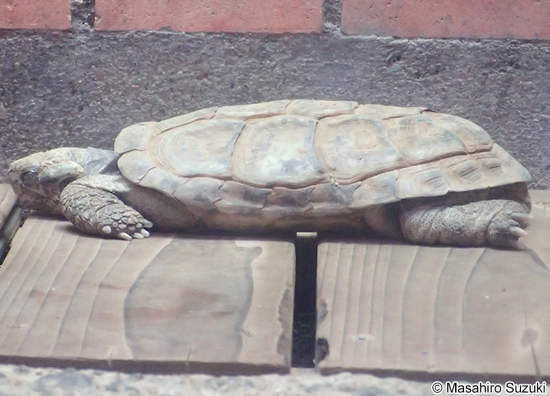 パンケーキリクガメ Malacochersus tornieri