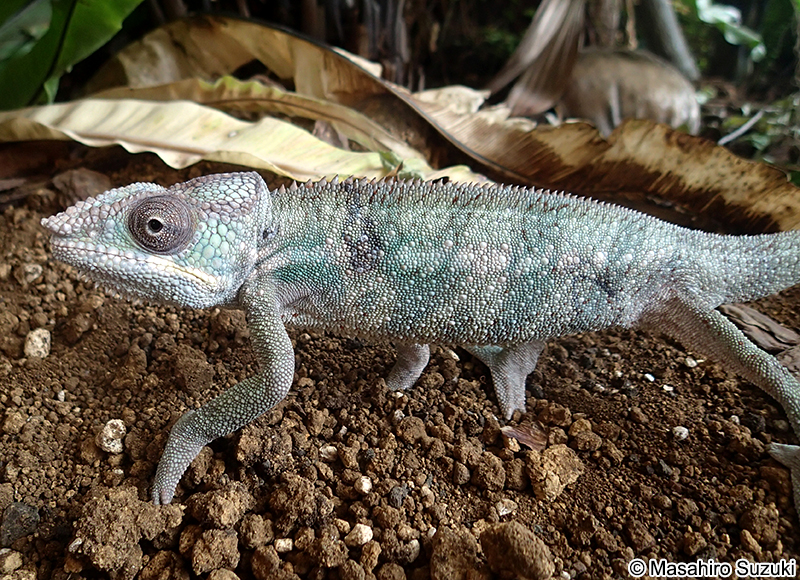 パンサーカメレオン Furcifer pardalis