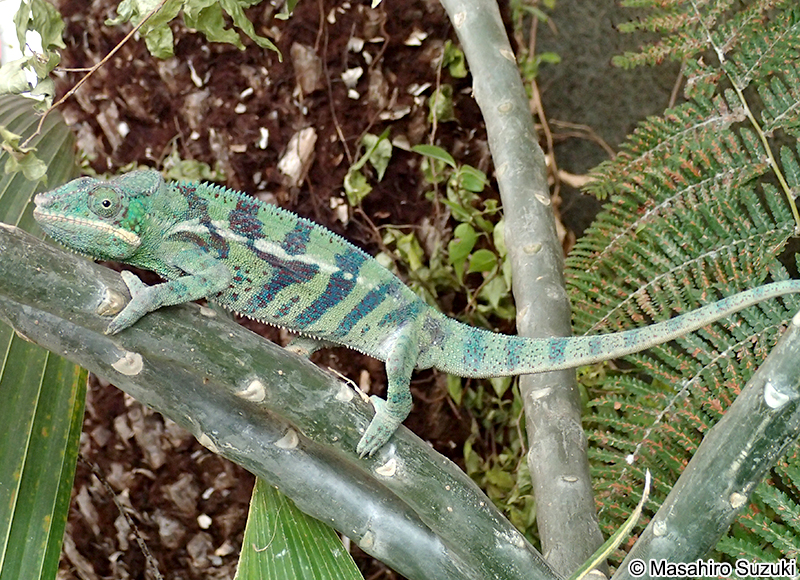パンサーカメレオン Furcifer pardalis