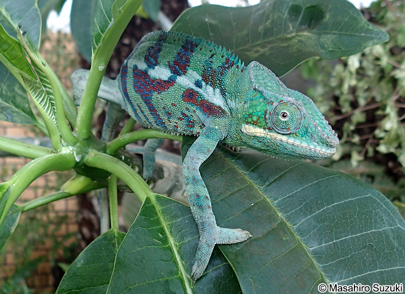 パンサーカメレオン Furcifer pardalis
