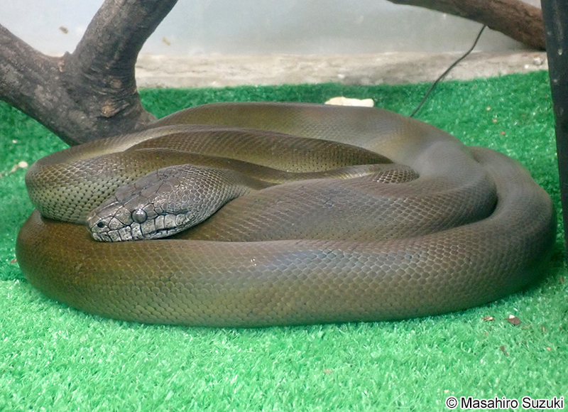 パプアンパイソン Apodora papuana