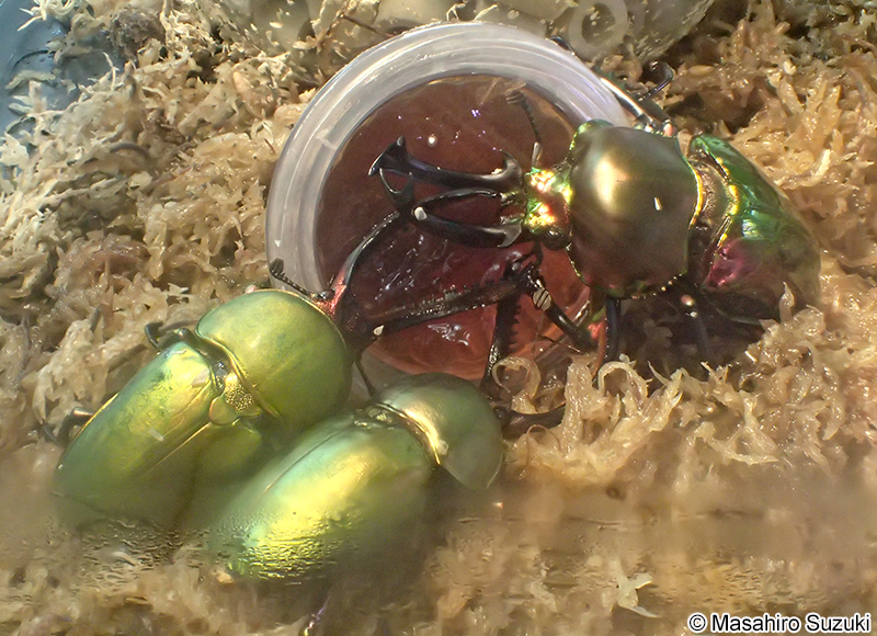 パプアキンイロクワガタ Lamprima adolphinae