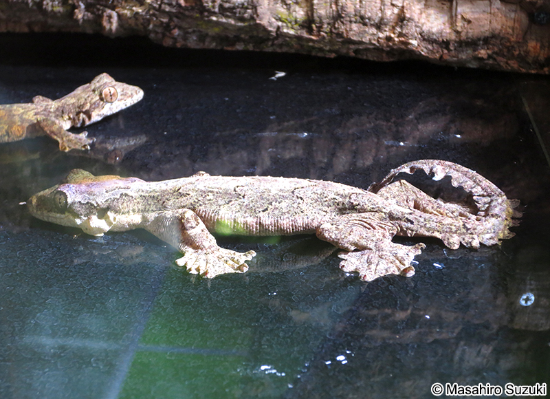 クールトビヤモリ Ptychozoon kuhli