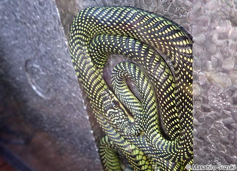 パラダイストビヘビ Chrysopelea paradisi