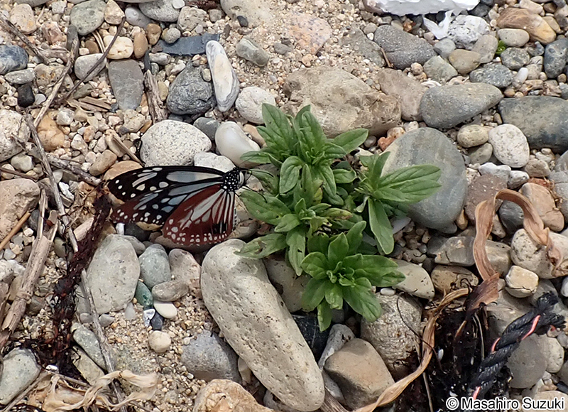 アサギマダラ Parantica sita