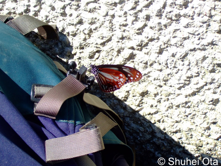 アサギマダラ Parantica sita