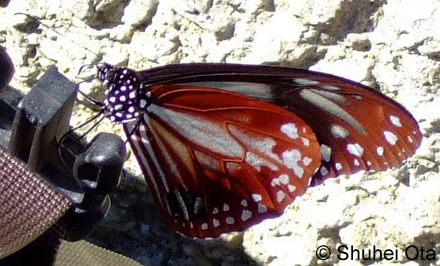 アサギマダラ Parantica sita