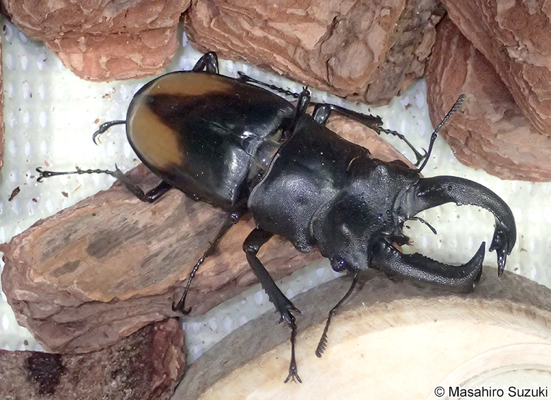 パリーフタマタクワガタ Hexarthrius parryi