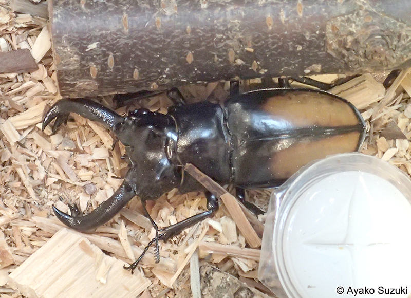 パリーフタマタクワガタ Hexarthrius parryi