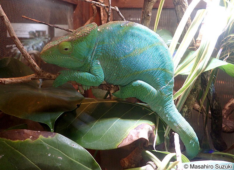 パーソンカメレオン Calumma parsonii