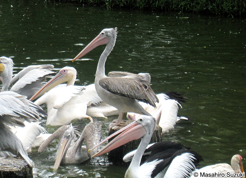 フィリピンペリカン Pelecanus philippensis