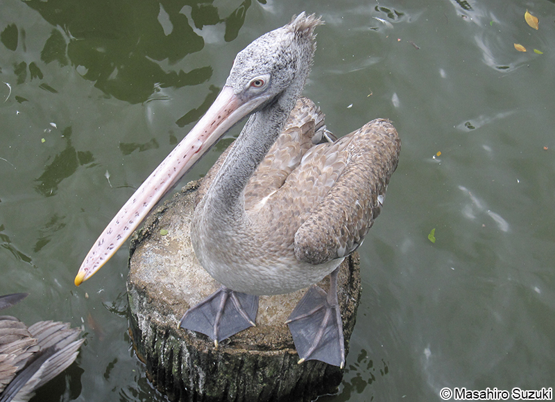 フィリピンペリカン Pelecanus philippensis