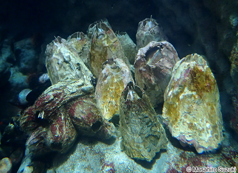 ピコロコ Austromegabalanus psittacus