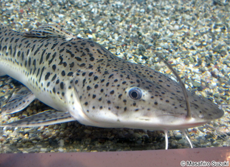 ピンタード Pseudoplatystoma corruscans