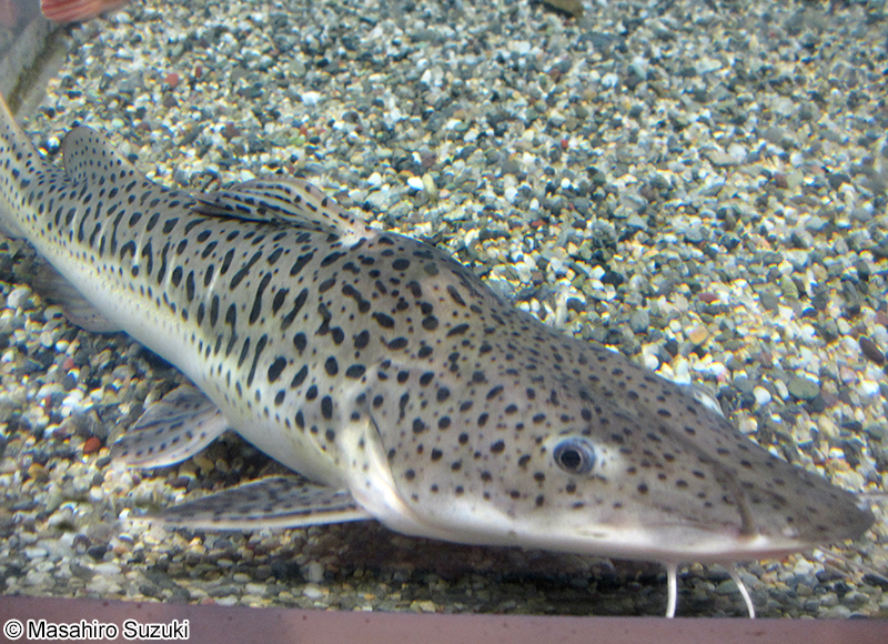 ピンタード Pseudoplatystoma corruscans