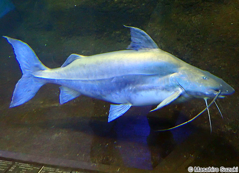 ピライーバ Brachyplathystoma filamentosum