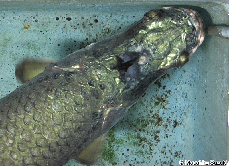 ピラルクー Arapaima gigas