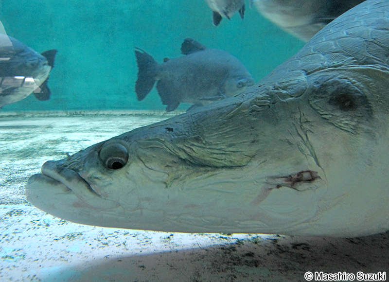 ピラルクー Arapaima gigas