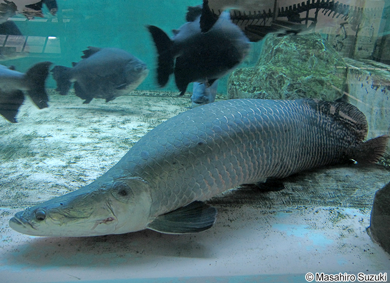 ピラルクー Arapaima gigas
