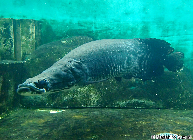 ピラルクー Arapaima gigas