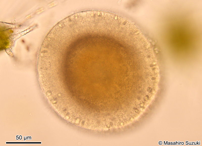 プラヌラ幼生 Planula larva